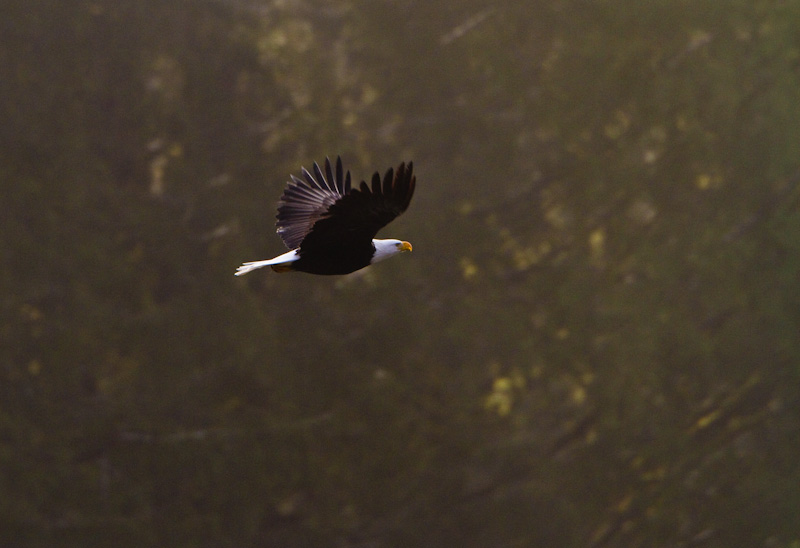 Bald Eagle In Flight